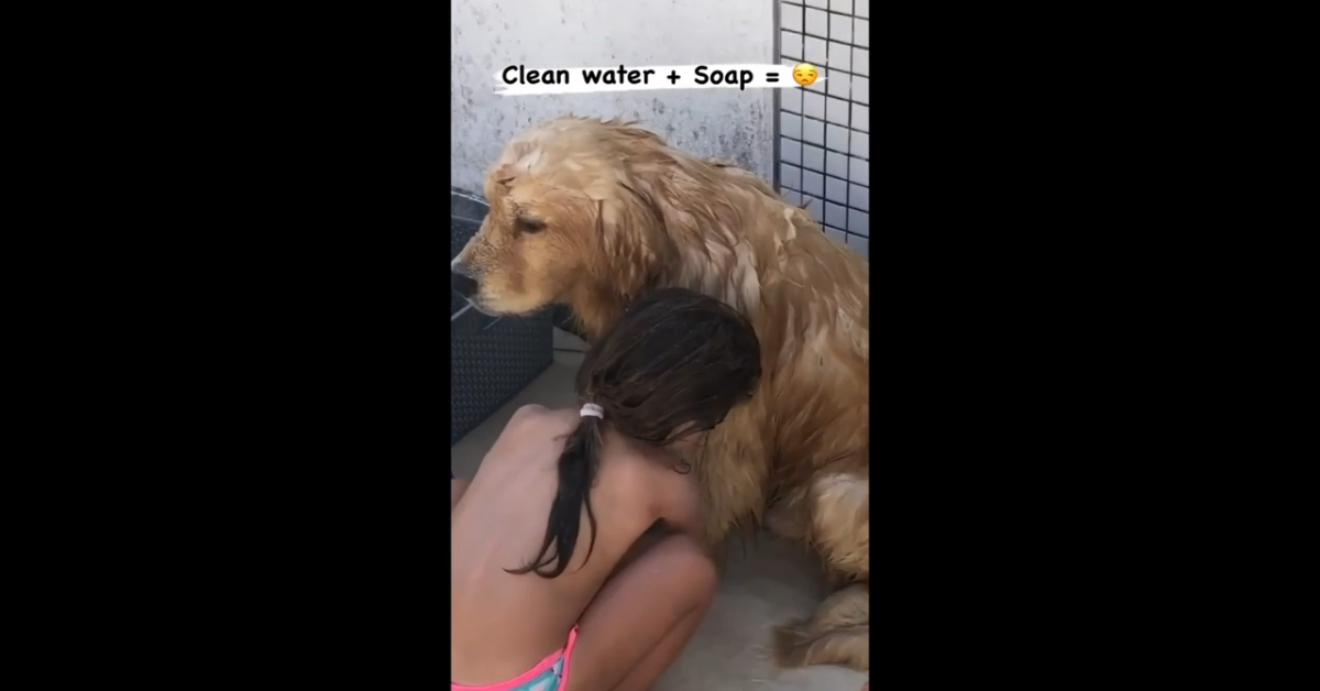 Golden Retriever gioca sulla spiaggia con una bambina (VIDEO)