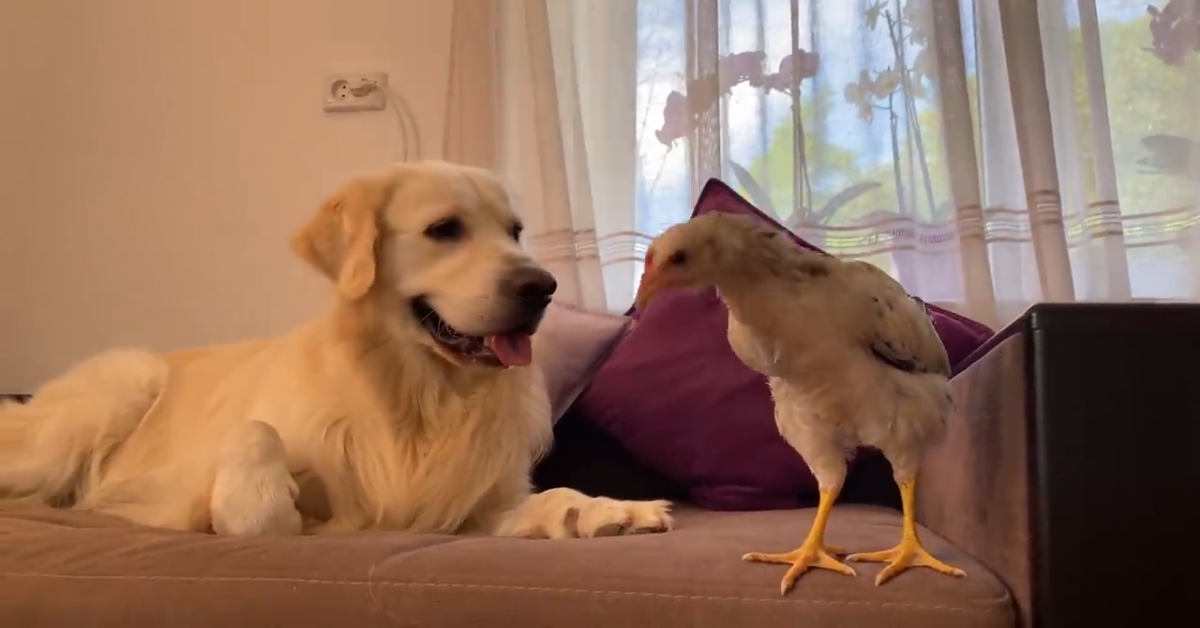 Golden retriever incontra un pollo per la prima volta (VIDEO)