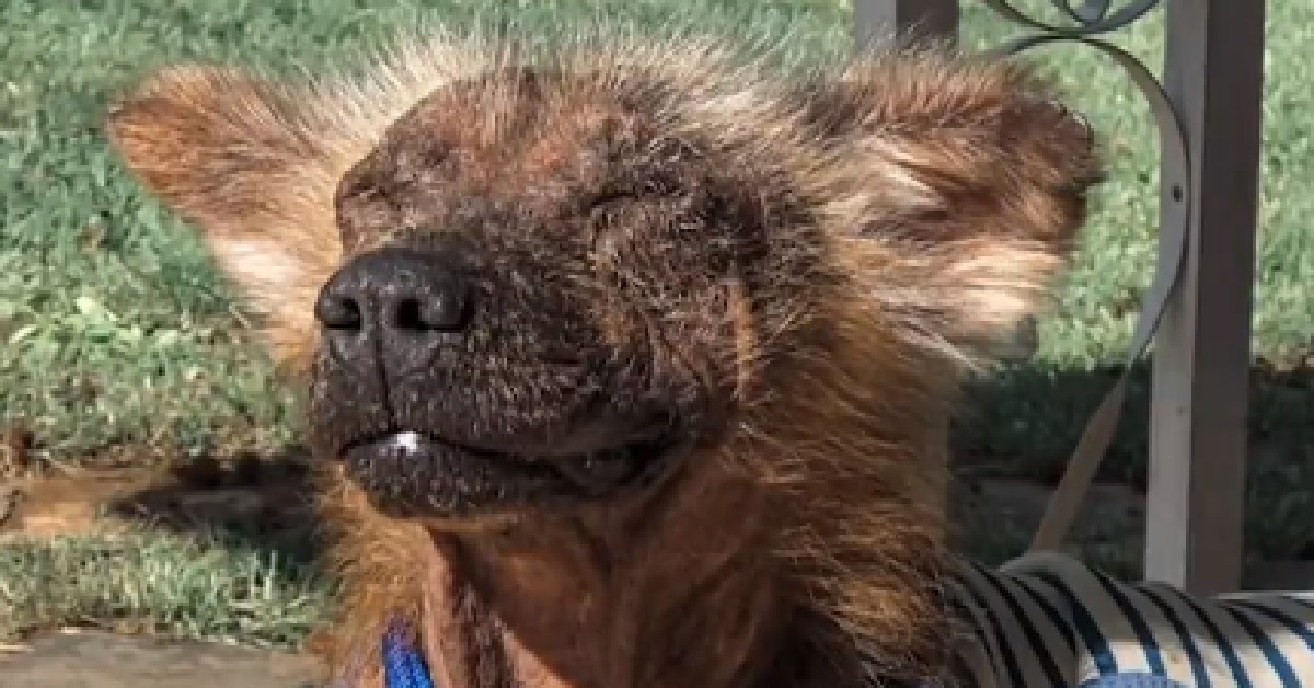 Griff, il cane che non smetteva di tremare adesso ama la vita (VIDEO)
