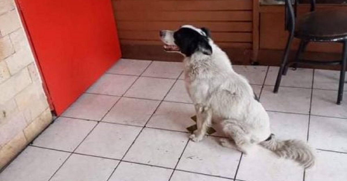 Haward, il cane che attende educatamente il suo turno (FOTO)