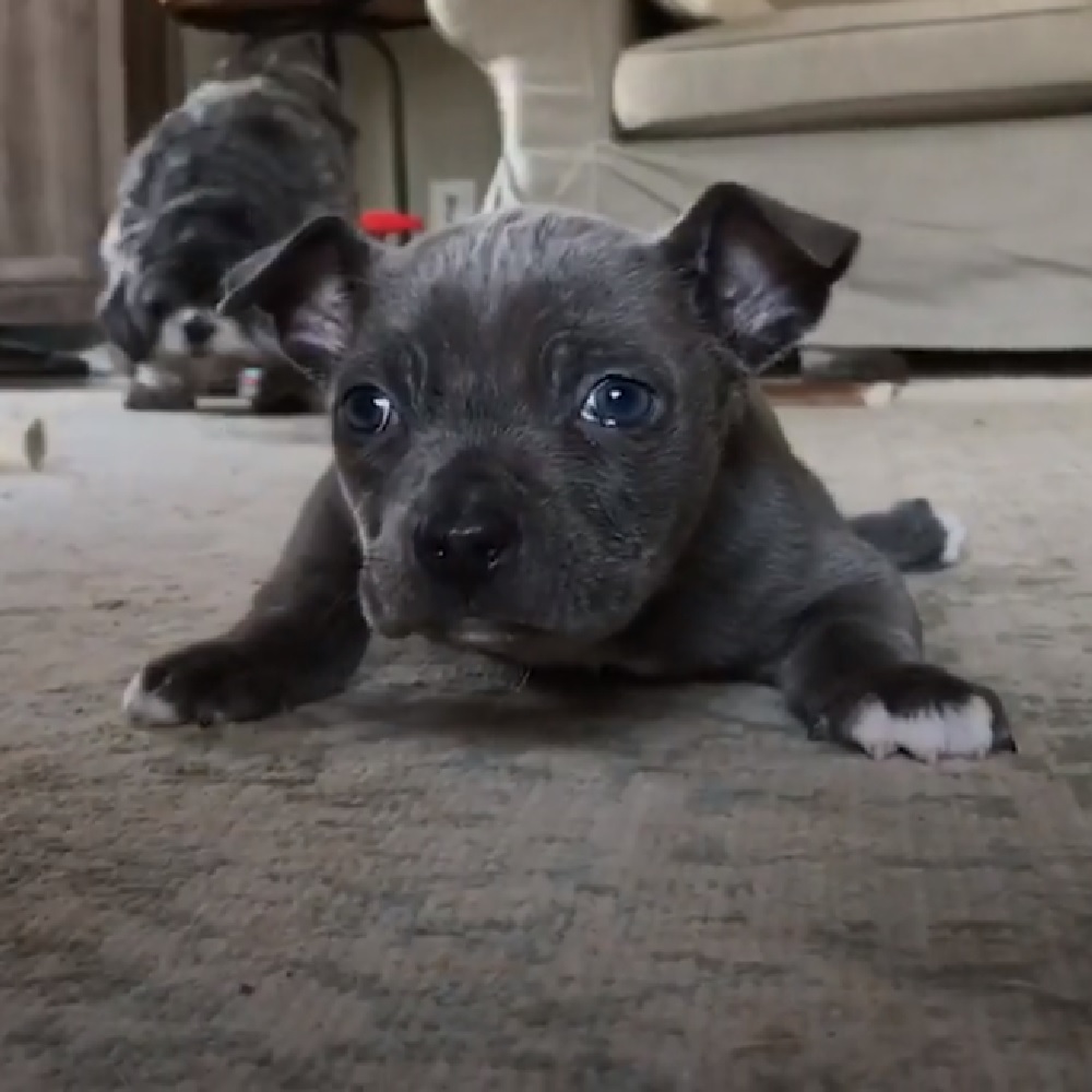 hugo cucciolo pitbull allenamento