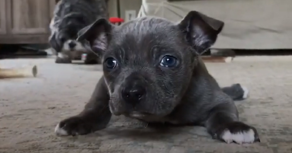 Hugo, il cucciolo di pitbull che sogna di camminare prima o poi (VIDEO)