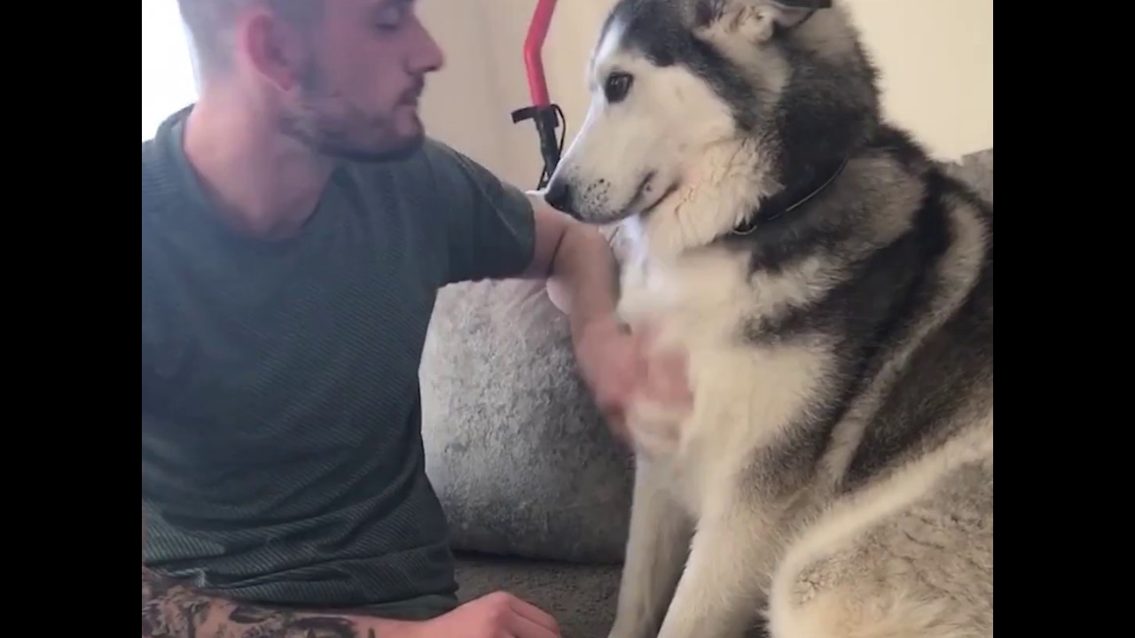 Un tenero cucciolo di husky ama il suo papà umano (VIDEO)