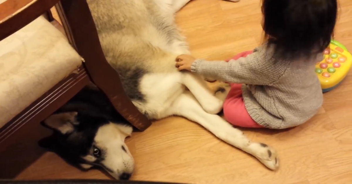 Un dolcissimo Husky è innamorato della sua sorellina umana (VIDEO)