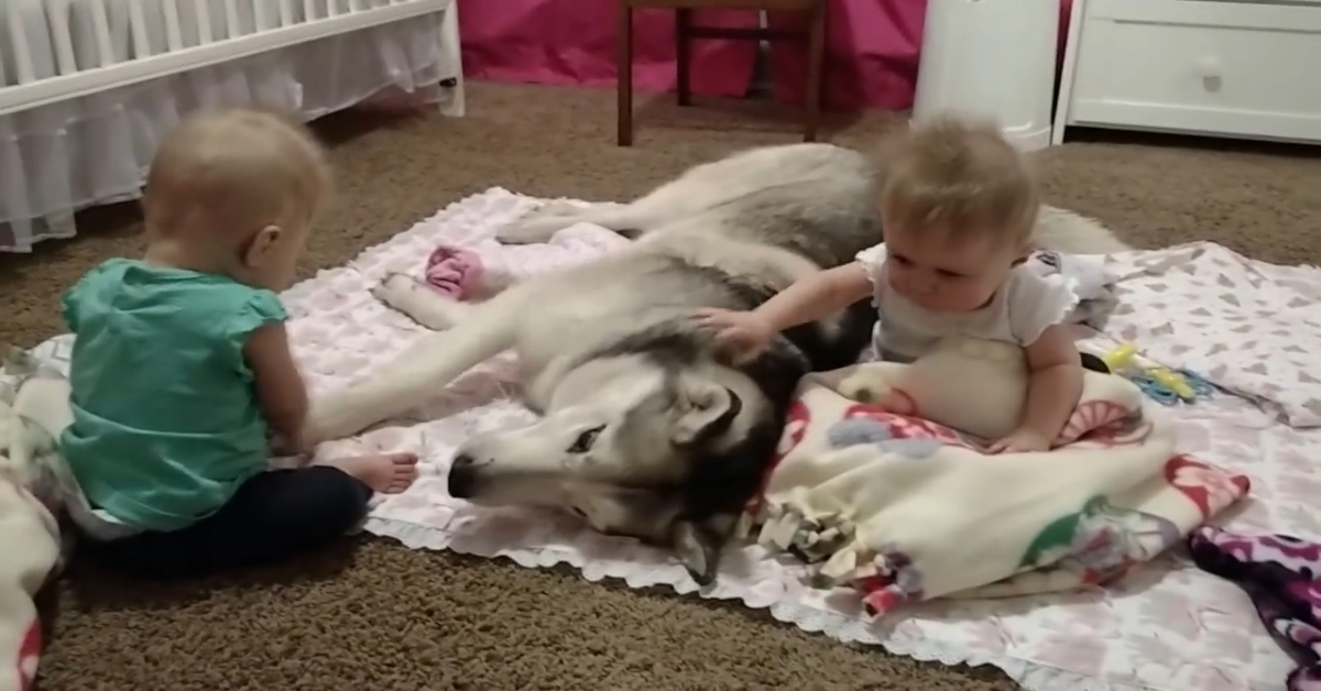 Husky gioca con due gemelli in un modo davvero dolce (VIDEO)
