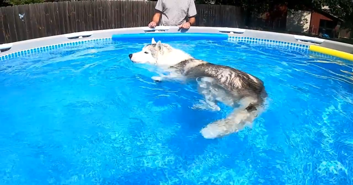 Husky impara a nuotare e a fare i tuffi (VIDEO)