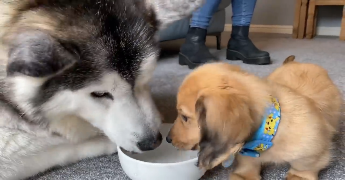 Husky incontra per la prima volta la sua nuova amica (VIDEO)