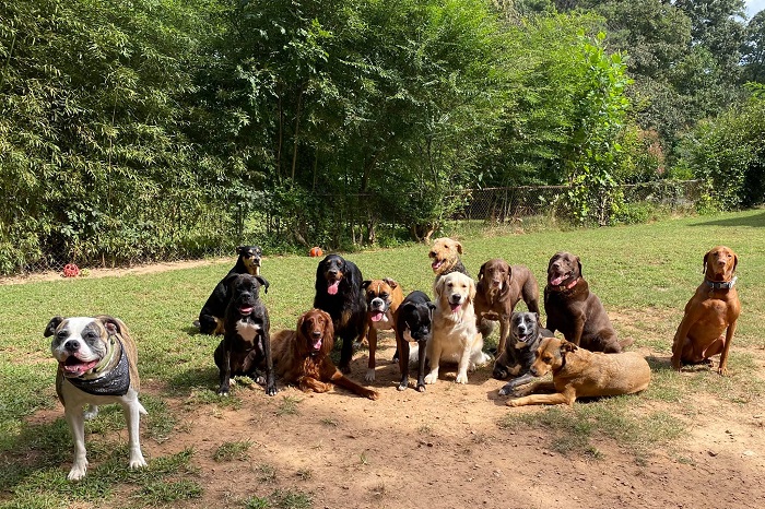 cuccioli associazione gruppo