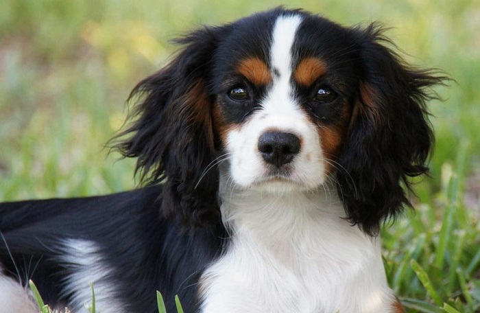 cagnolino archie impara