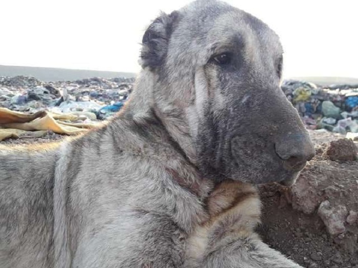 cucciolo discarica salvato