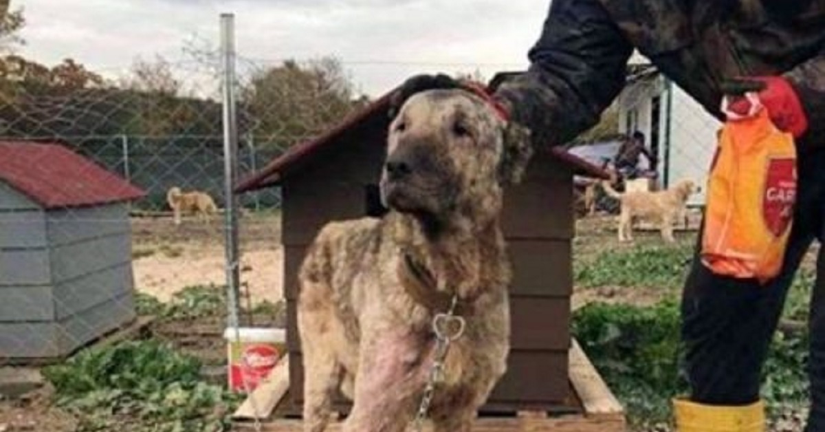 Il cagnolino Kratos, dopo aver vissuto tra i rifiuti, oggi ha una nuova vita (VIDEO)