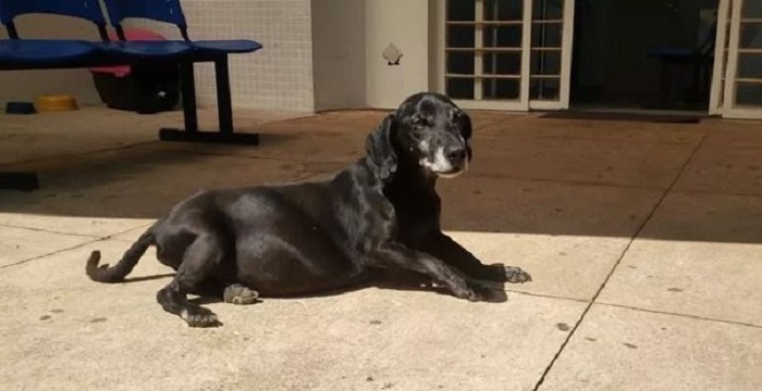 cagnolino aspetta ospedale