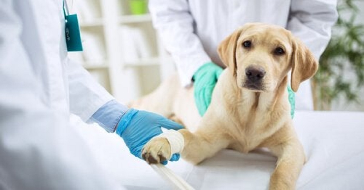 Il cagnolino randagio Guardian non vuole fare il vaccino e scappa (FOTO)