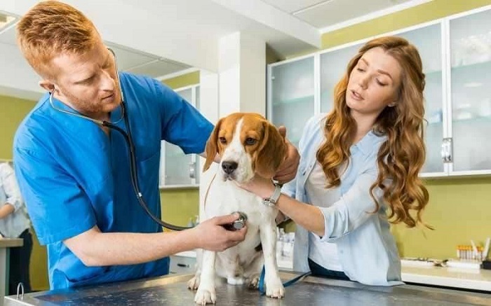 cane visita veterinario