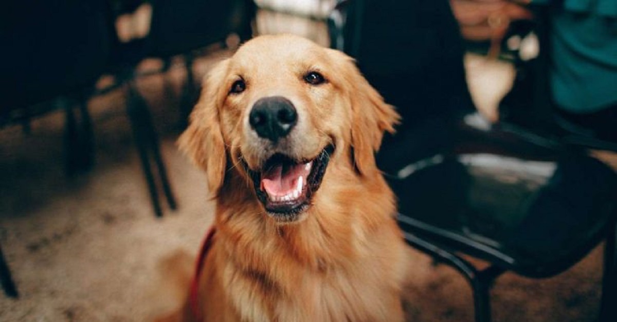 Il proprietario, mentre fa palestra, viene interrotto dal suo Golden Retriever (VIDEO)