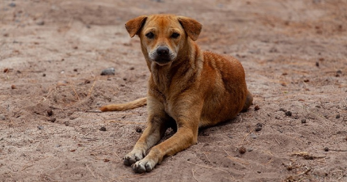 Il salvataggio del cane randagio caduto da una scogliera (VIDEO)