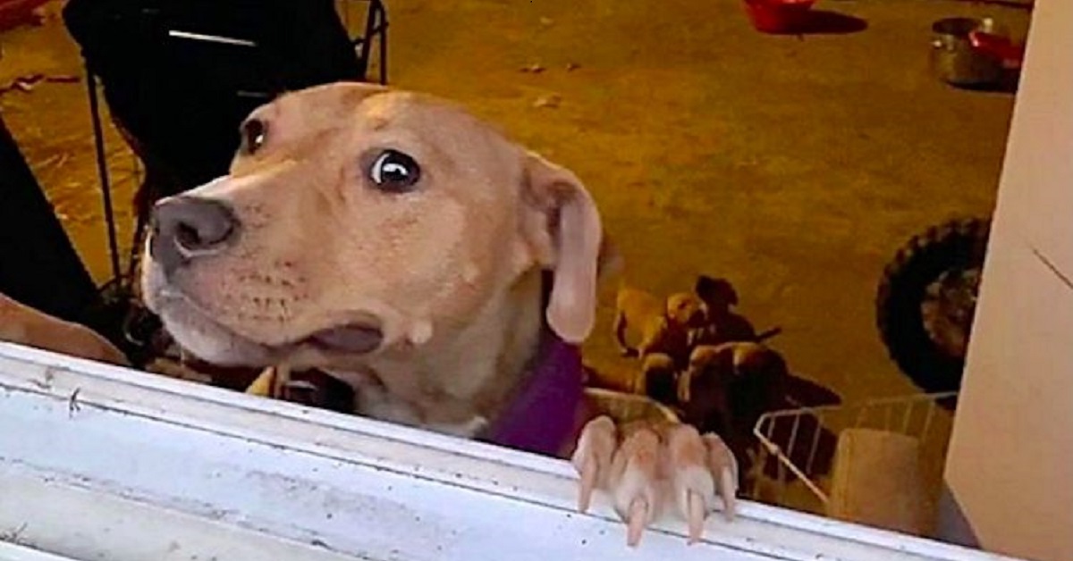 Il salvataggio di alcuni cagnolini chiusi all’interno di una stanza (VIDEO)