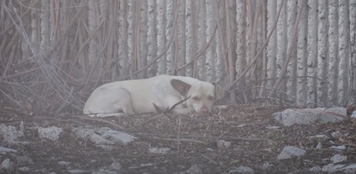 cagnolina salvataggio strada