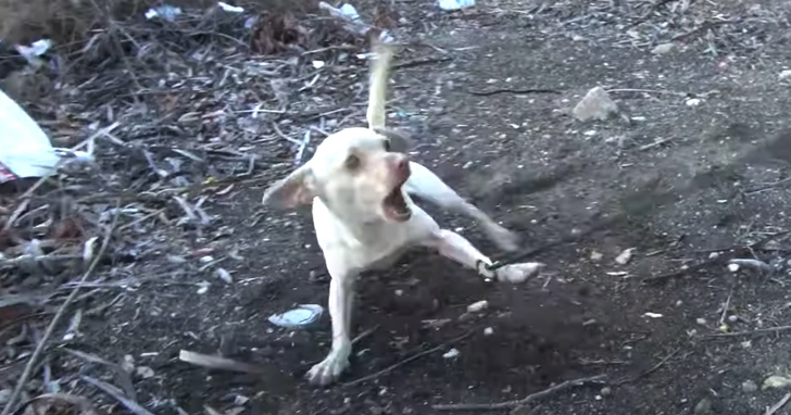 soccorso cane abbandonato