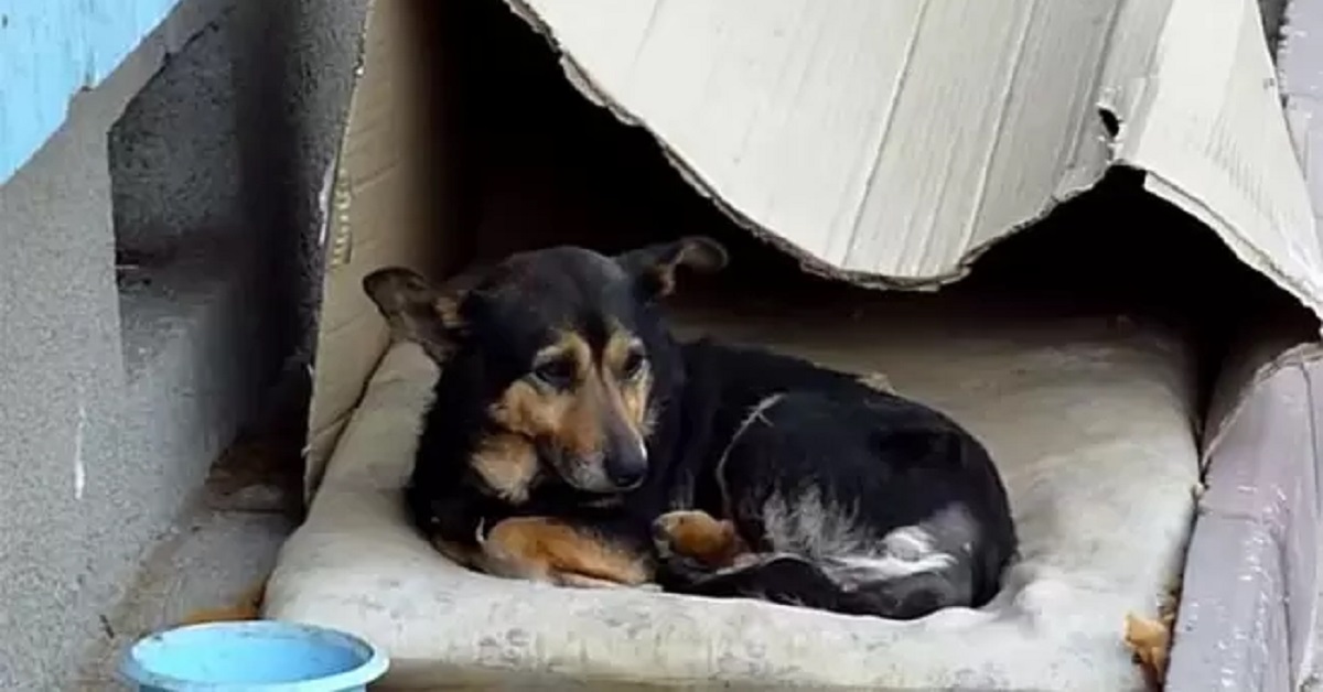 Il salvataggio di Buzu, il cagnolino randagio che viveva su un cuscino (VIDEO)