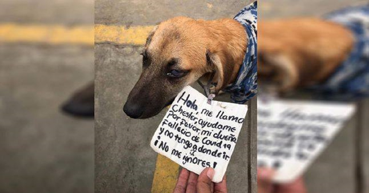 Il salvataggio di Chester, il cagnolino trovato con un biglietto al collo (VIDEO)
