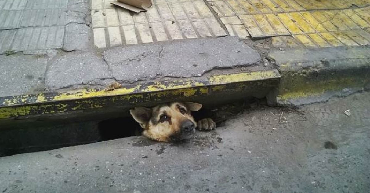 Il salvataggio di un cucciolo bloccato in un canale fognario (VIDEO)