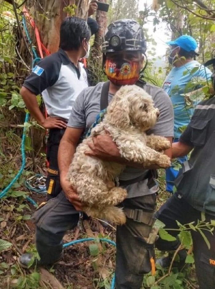 cucciolo guatemala recuperato