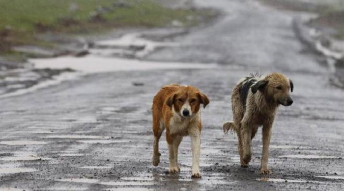 cani randagi camminano 