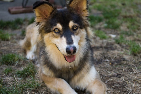 incrocio tra husky e pastore tedesco