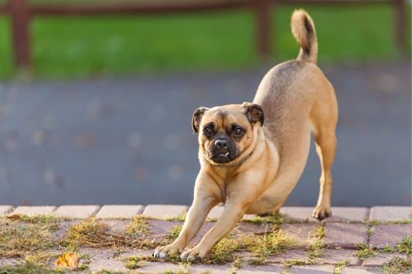 puggle 