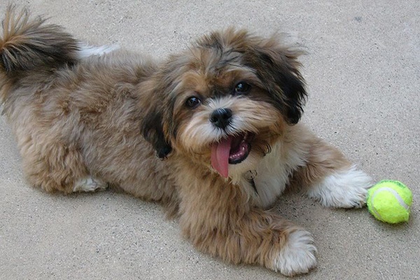 shih poo