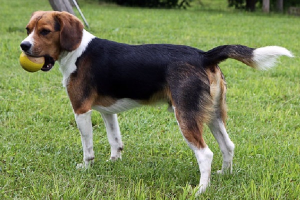 incrocio tra Beagle e Cavalier King Charles Spaniel