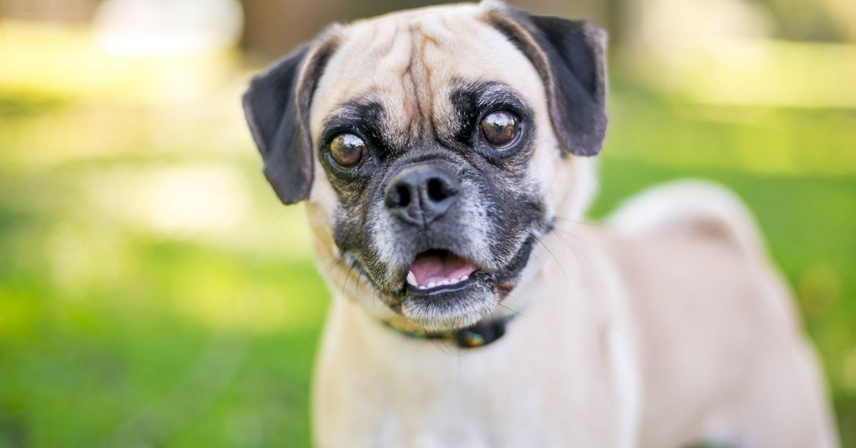 Razze di cani nate da incroci: ecco quali sono e chi sono i genitori