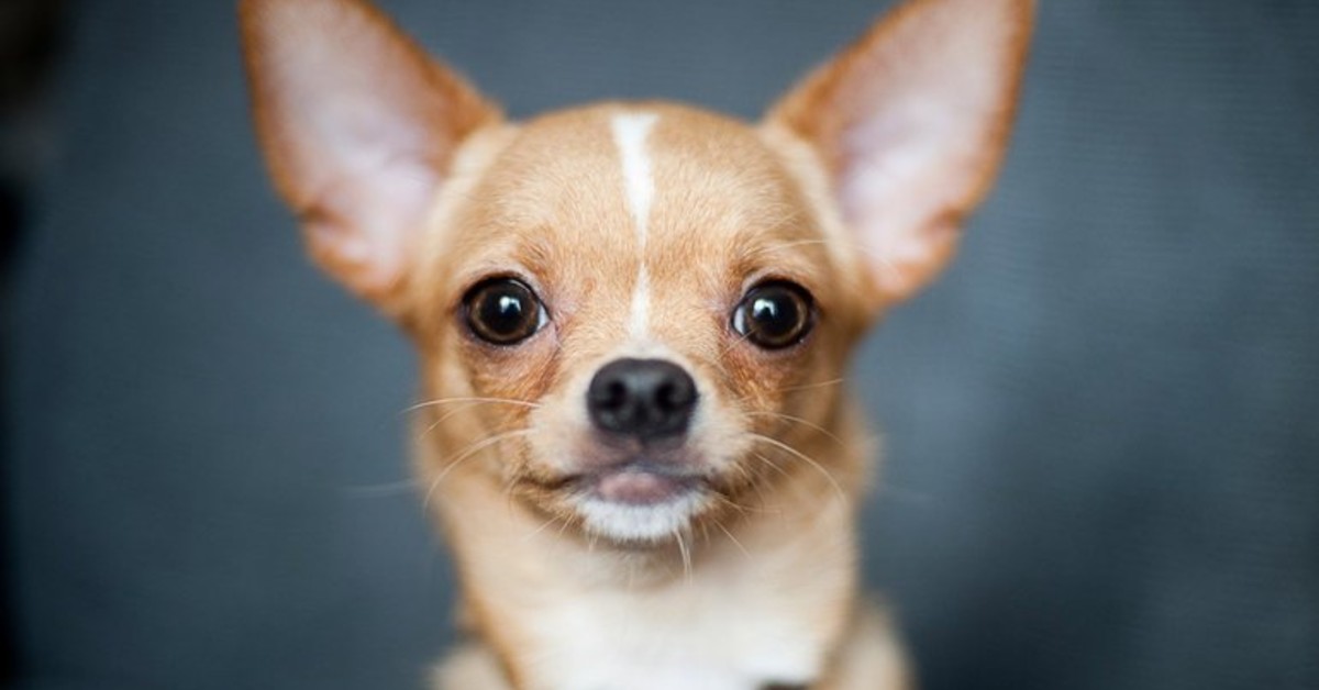 Chihuahua, come insegnargli a non aver paura di tutto: una piccola guida