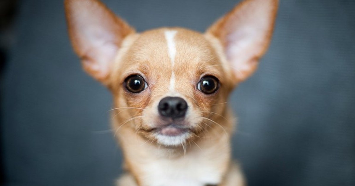Chihuahua, come insegnargli a non aver paura di tutto: una piccola guida