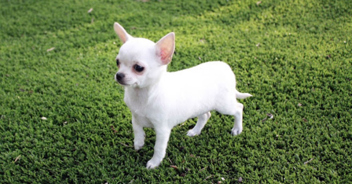 Chihuahua, come insegnare a questo cane ad ascoltarti sempre e subito