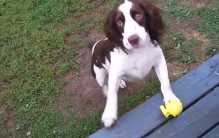 kellar cagnolina nata con problema occhi