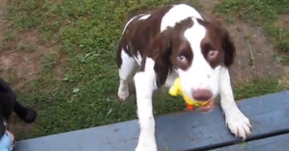 Kellar, la cagnolina cieca che adora riportare la pallina lanciata (VIDEO)