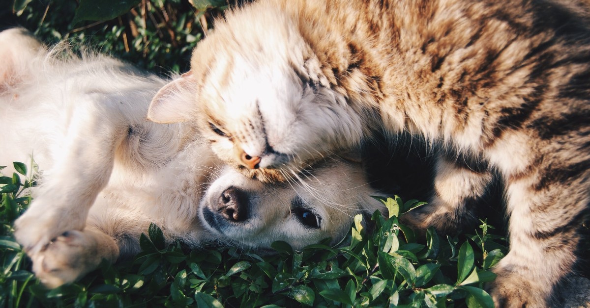 cani possono mangiare l'erba gatta