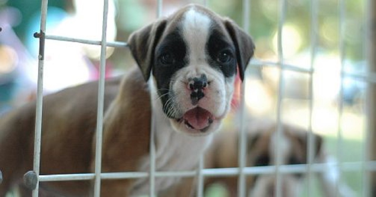 La cagnolina Emi, dopo la perdita dei cuccioli, ora torna a sorridere (FOTO)