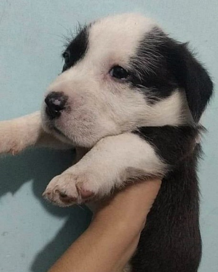 cagnolino orfano adotta