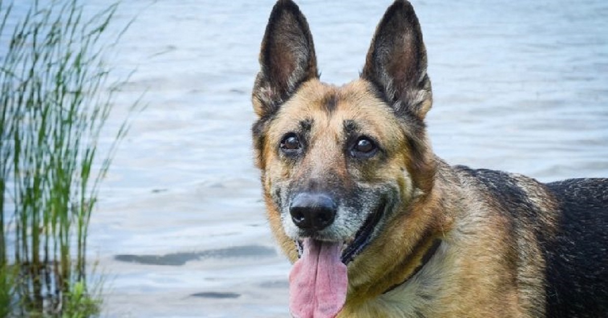 La cagnolina Sandra adotta due cuccioli di leone abbandonati dalla madre (VIDEO)