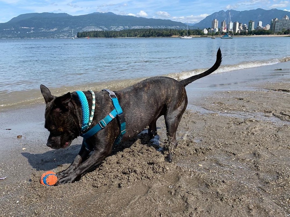 cucciolo mia spiaggia