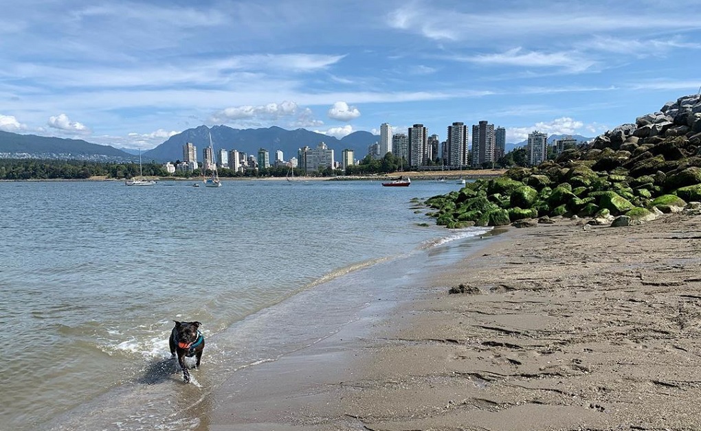 La pitbull Mia, la cagnolina che ama follemente la spiaggia (VIDEO)