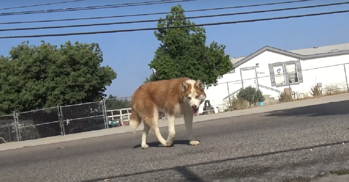 Lilac, la cagnolina randagia salvata fuori da una scuola (VIDEO)