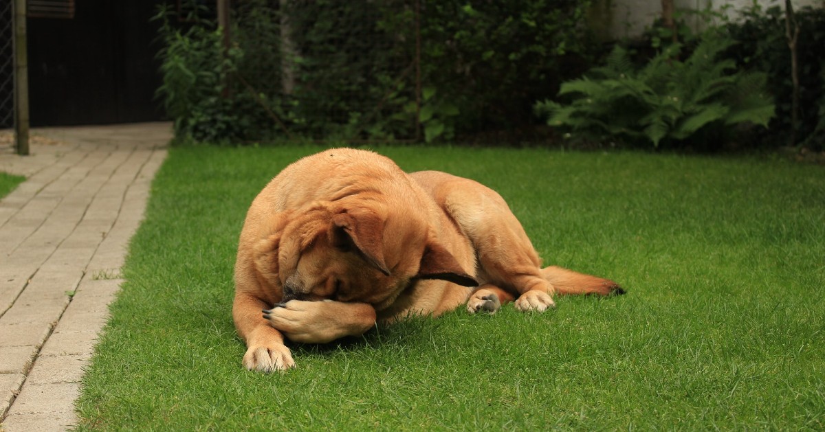 cani possono mangiare l'erba gatta