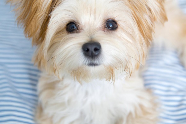 cane maltese piccolo