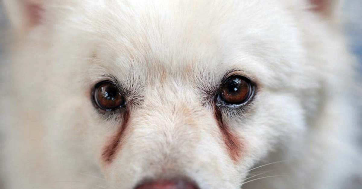 Macchie negli occhi del cane: cosa possono significare?