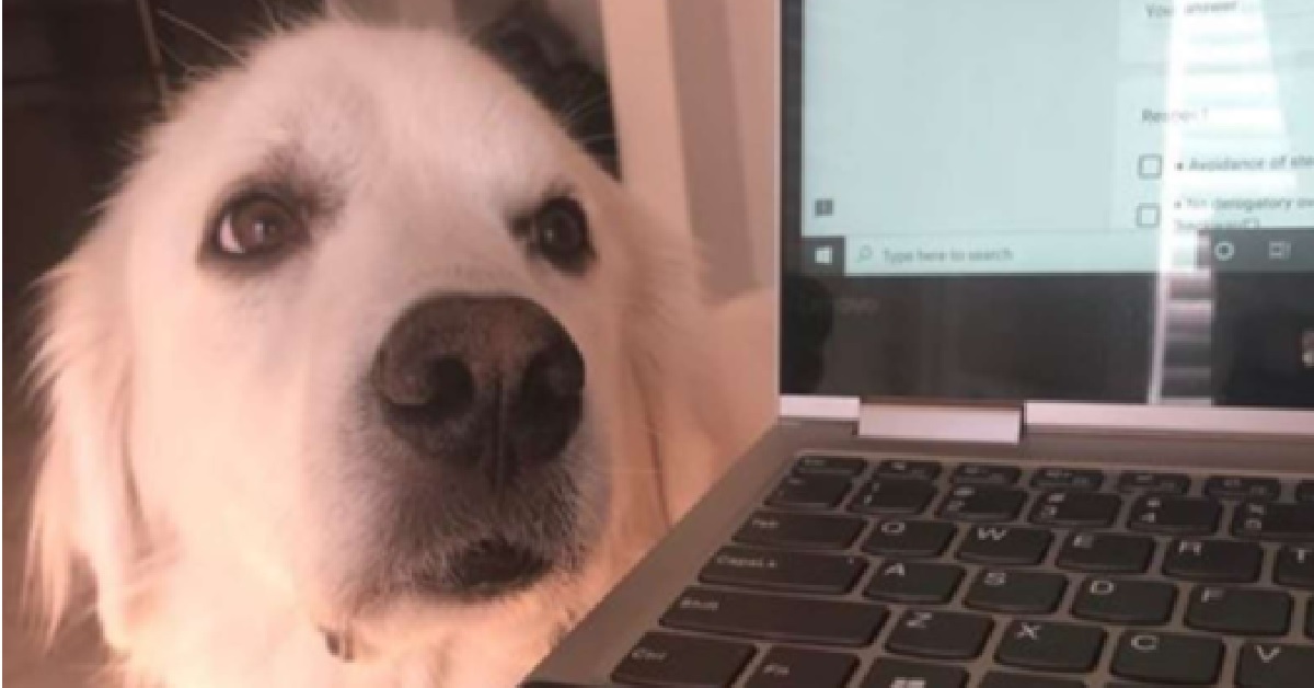 Maggie, l’adorabile cane che non sopporta la tecnologia (VIDEO)