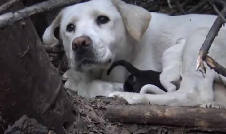 mama cane labrador bianco rami